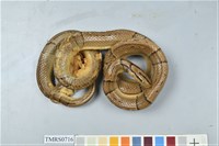 藏品(紅竹蛇)的圖片